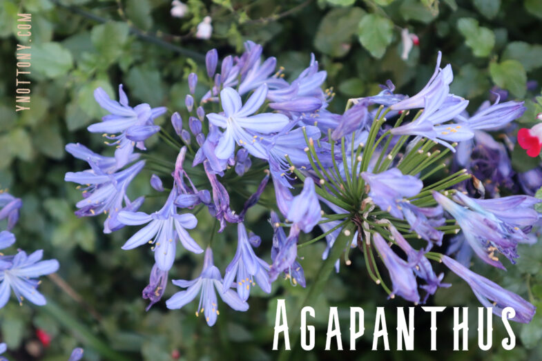 Agapanthus Flower - Purple