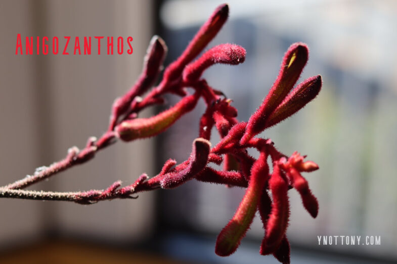 Anigozanthos - Kangaroo Paws - Red