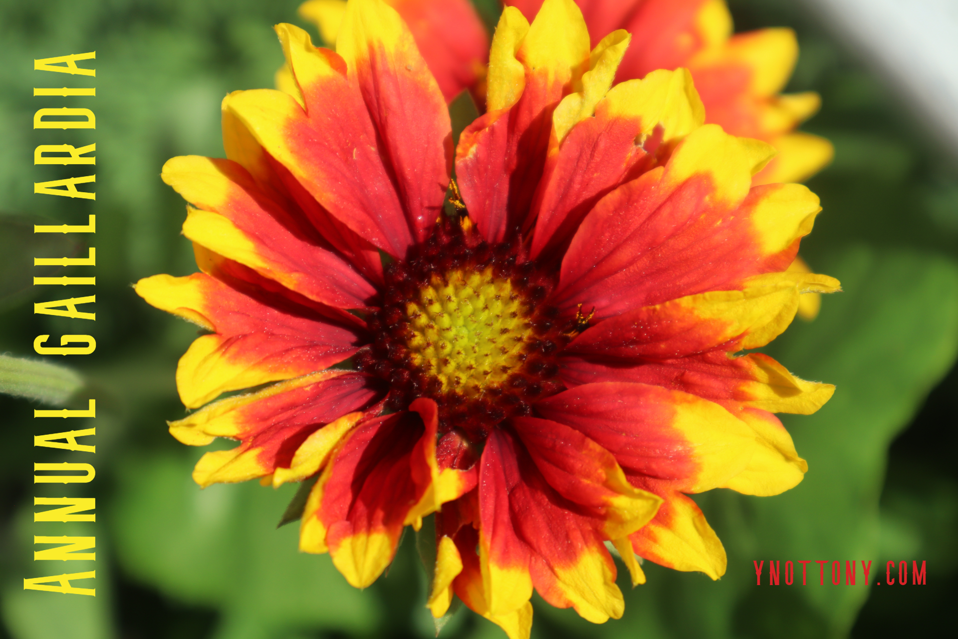 Annual gaillardia -  Indian Blanket, Fire Wheels Flower 