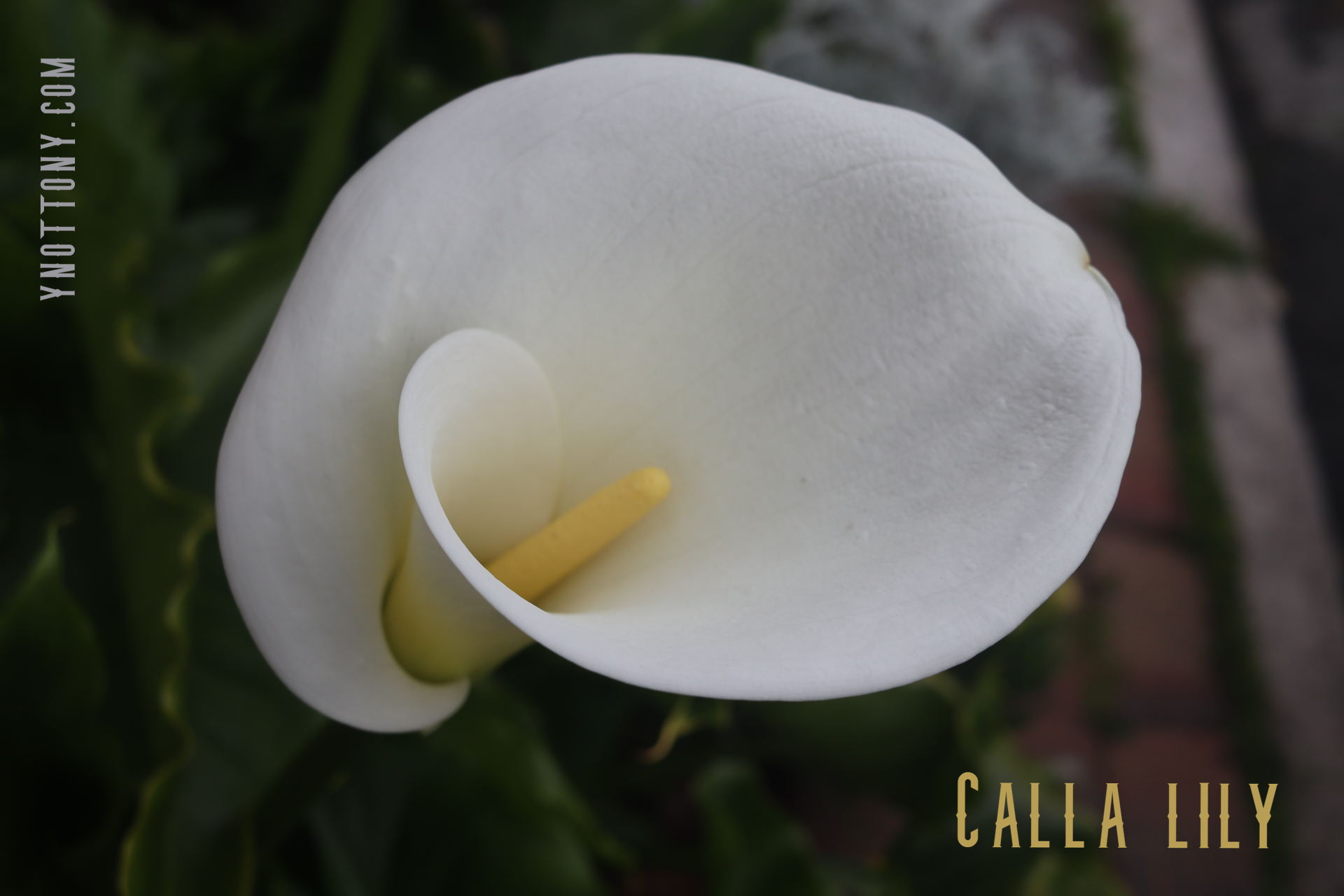 Calla lily flower in White