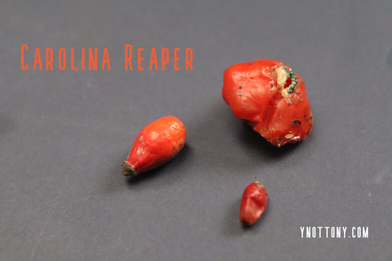 Carolina Reaper - Pepper Seeds 