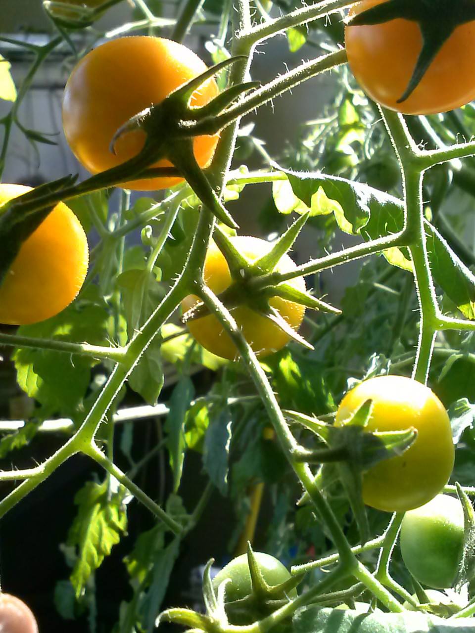Yellow Cherry Tomato plant