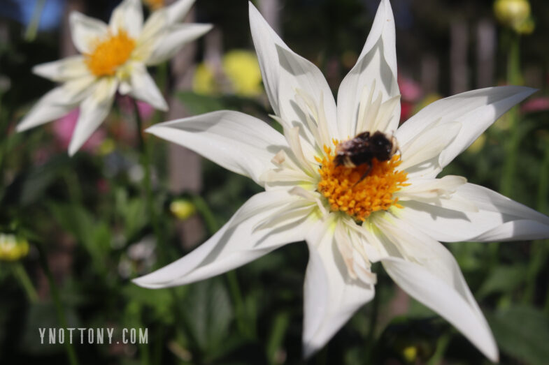 White Dahlia, 8 pointed petals with yellow center