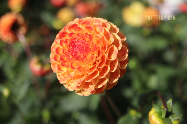 Light Orange Dahlia - Honeycomb shap.