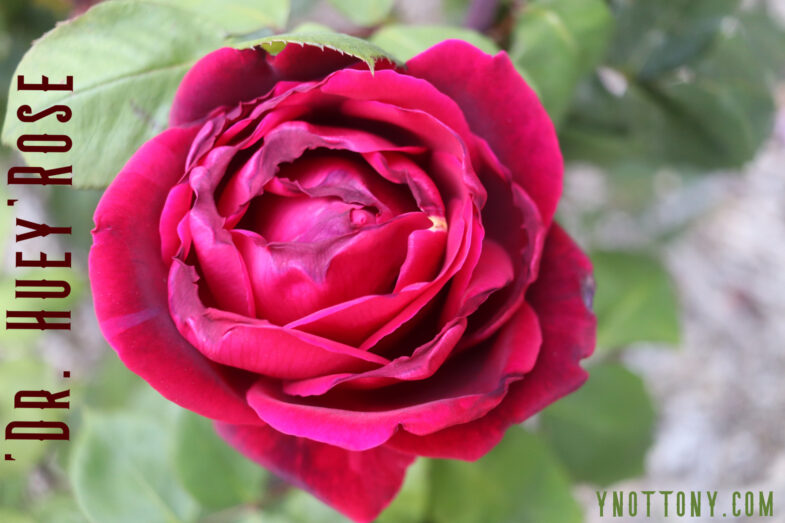 Dr Huey Garden Rose in Red