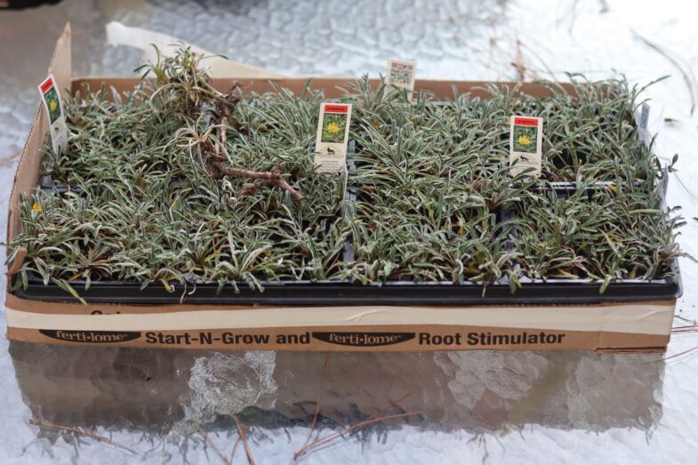 Dymondia Grass Cover