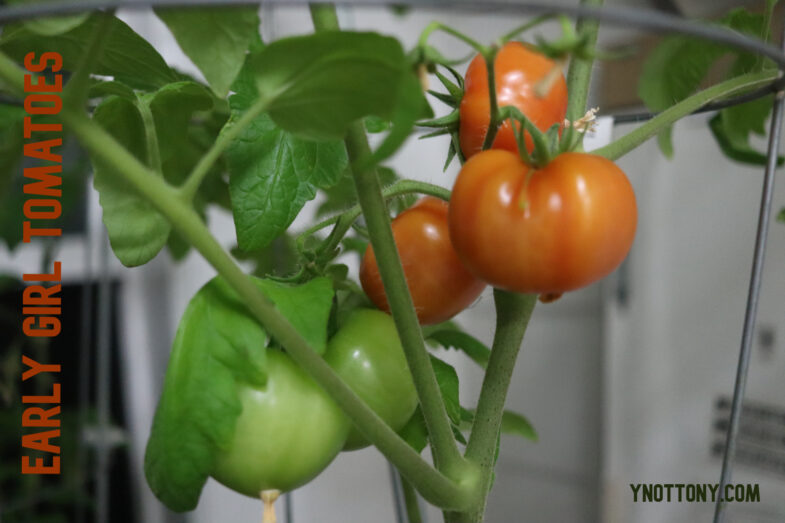 Indoor early girl tomatoes