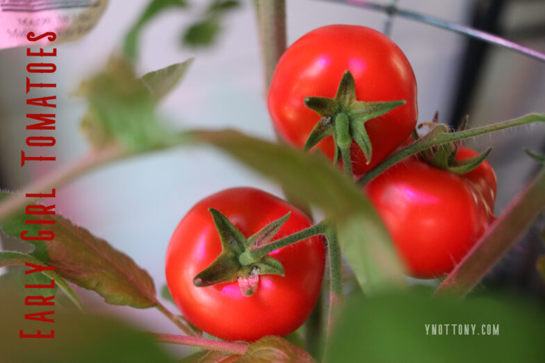 Three early girl tomatoes