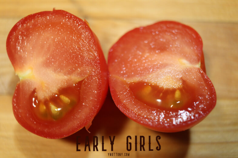 Early girl tomato sliced in half.