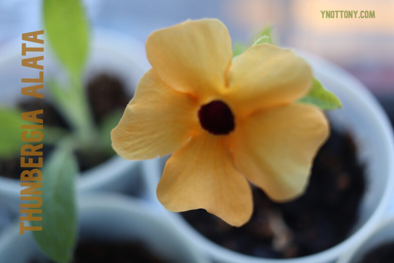 Thunbergia alata, Black-eyed Susan Vine Seedling with one yellow flower growing in a plastic cup.
