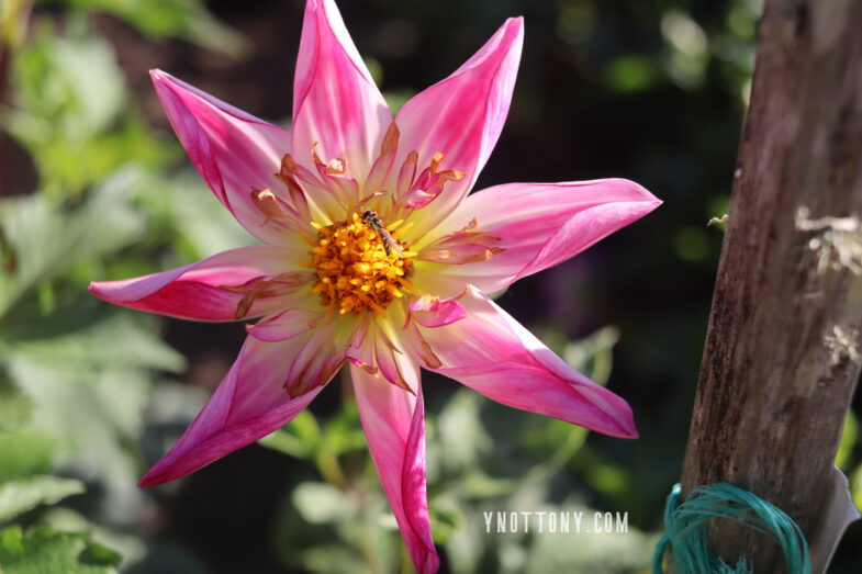 Pink & white variegated dahlia 8 pointed pedals with yellow center
