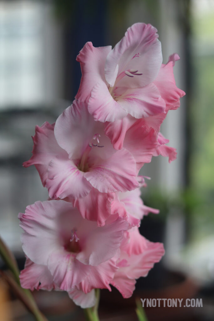 Pink Gladiolus 