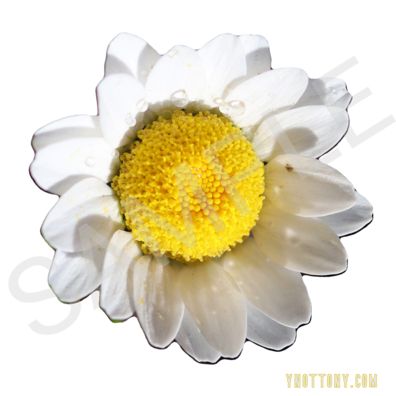 Flower Power. Floral T-shirt. Wjhite Daisy flower.