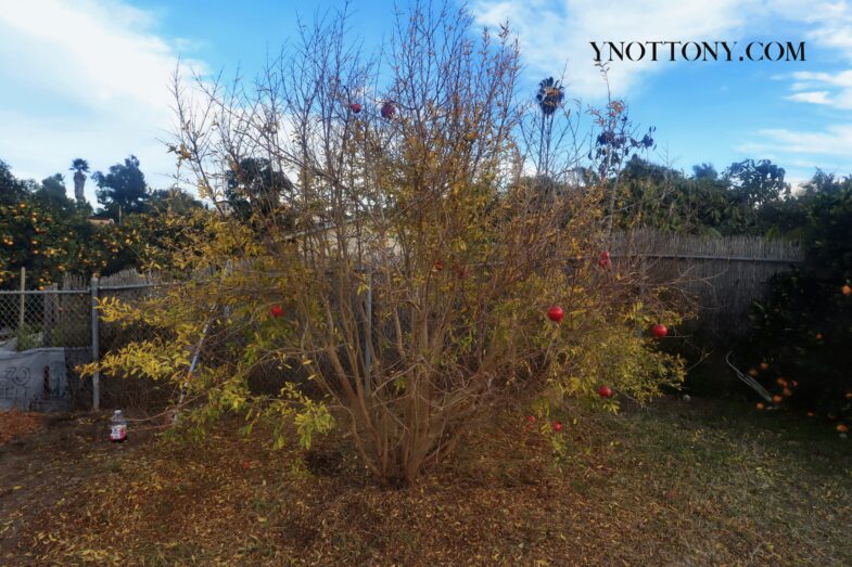 Pomegranite Tree Bearing Fruit in large backyard field - aftering being pruned.