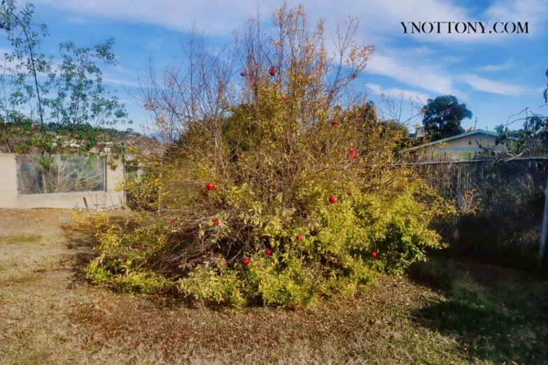 Pomegranite Tree Bearing Fruit in large backyard field -before being pruned.